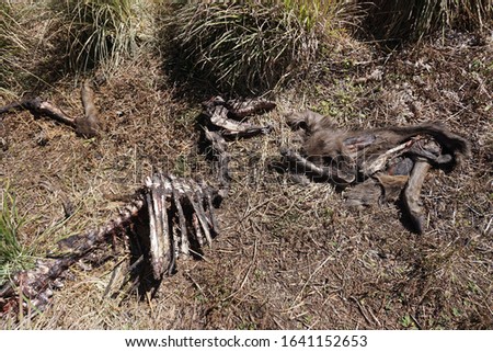 Body parts of nilgiri tahr found on the hills of Munnar
