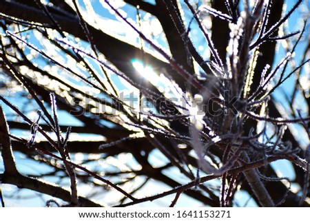 Winter landscape trees. The sun frosty morning. Hello December. The ice on the branches. The snowflakes on the trees. The February picture of the day. a Sunny day in the forest