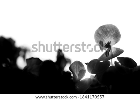 Flower in the garden - black and white