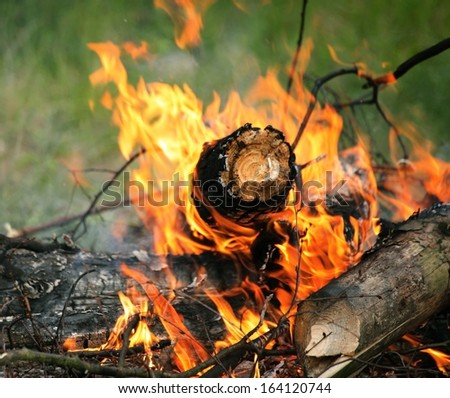 bonfire, campfire in the summer forest