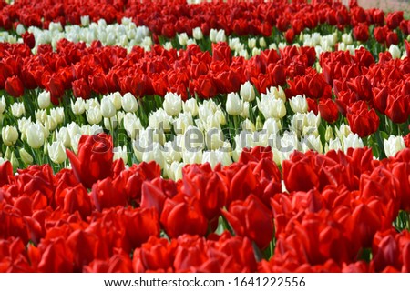 This beautiful flower is from Emirgan Tulip Garden, Turkey.