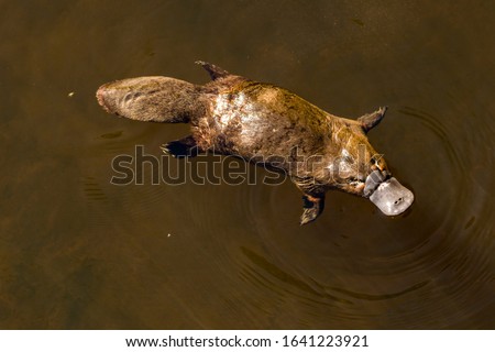 Burnie, Tasmania, Australia: March 2019: Platypus sviming in the river.