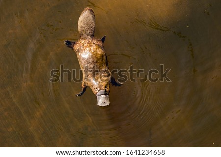 Burnie, Tasmania, Australia: March 2019: Platypus looking for food in the river.