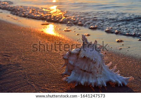 Macro photo of sea shell on sandy beach