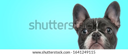 closeup picture of a surprised french bulldog puppy looking a little scared on blue background