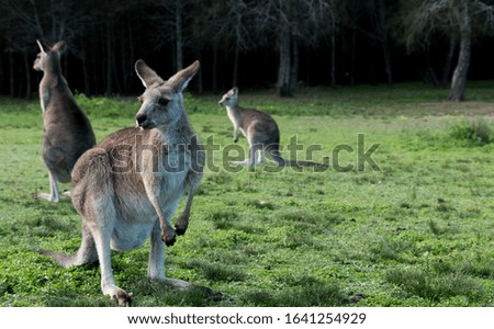 Kangaroos in Australia New South Wales in the field grazing near a forest. Landscape with green grass and dark forest background.