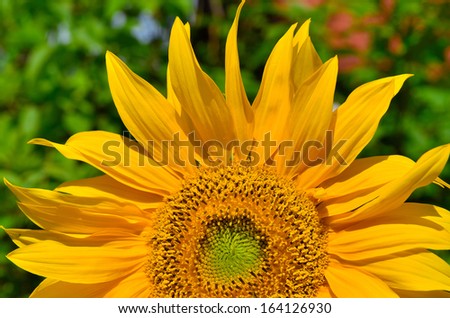 Sunflowers in the garden Summer