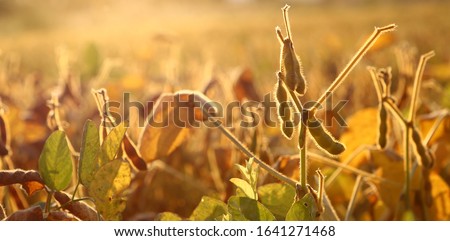 Soybean pods on soybean plantation, on blurred background, closeup. Soybean plant. Soy pods. Soybean field. The concept of a good harvest. Macro. Royalty-Free Stock Photo #1641271468