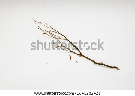 dry branch isolated in white background