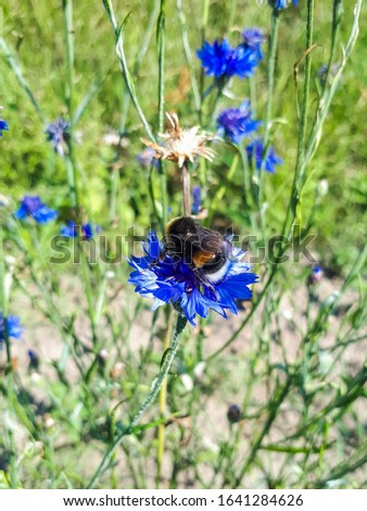 A beautiful picture of a Bumblebee extracting pollen from blue cornflowers in full bloom on a warm summer day with green background