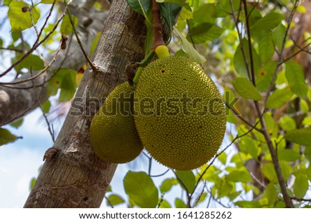 Pair of jackfruit (Artocarpus heterophyllus) hanging from tree on a farm in Indonesia. 
