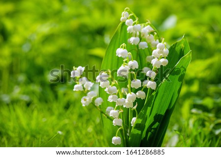 Spring flower lily of the valley. Lily of the valley. Flower Spring Sun White Green Background Horizontal. Ecological background Blooming lily of the valley green grass background in the sunlight.  Royalty-Free Stock Photo #1641286885