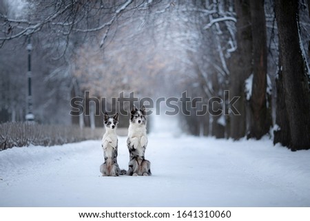 two dogs on a park in winter. Marble Border Collie Together Outdoors in the Snowfall