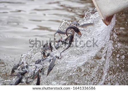 Amur sturgeon ( Acipenser schrenckii ) fingerlings from the fish hatchery are released into the Amur river. Khabarovsk Krai, far East, Russia.                                 Royalty-Free Stock Photo #1641336586