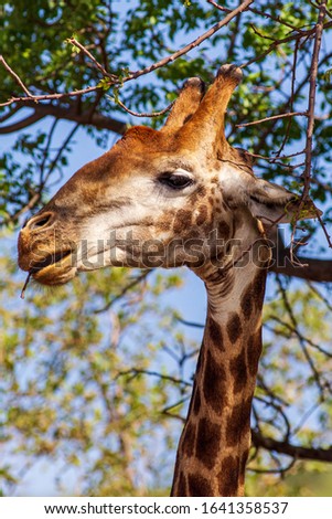Giraffe in the South Africa Savanna