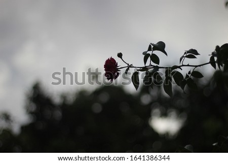 silhouette photo of a beautiful rose