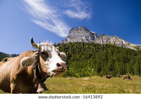 Cow in natural park