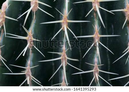 Part of green cactus with big thorns. Abstract photo of cactus with selected focus. Close up shot.
