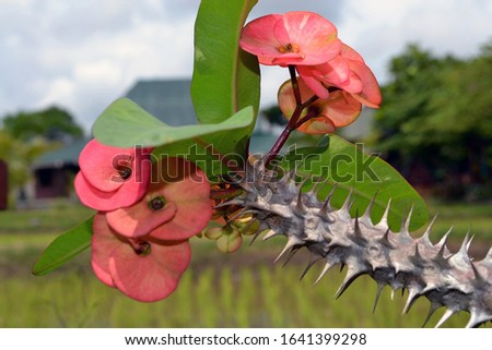 pink flowers and thorny stems, with a blurry background.