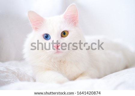 White cat with different color eyes. Turkish angora. Van kitten with blue and green eye lies on white bed. Adorable domestic pets, heterochromia. Royalty-Free Stock Photo #1641420874