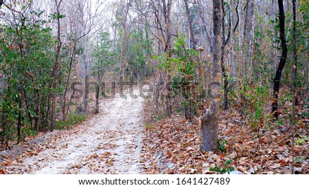 The road in the dry forest