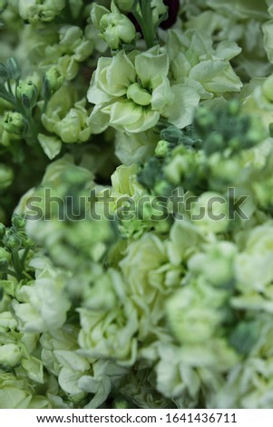 hoary stock plants with clusters of butter cream flowers 6929