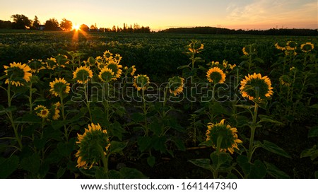 first sunray in the sunflower field