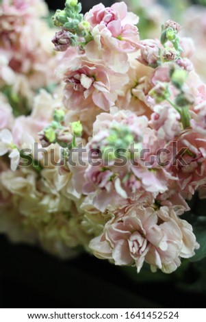 hoary stock plants with clusters of blush pink flowers 7060