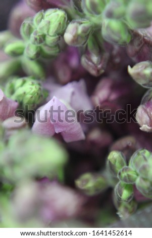 stalks of snapdragon plants with blush colored flowers 7373