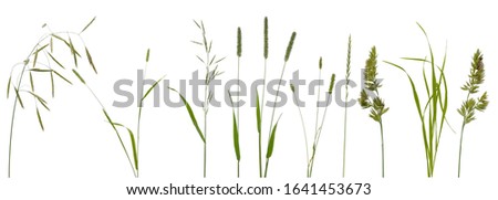 Few stalks and inflorescences of various meadow grass at various angles isolated on white background Royalty-Free Stock Photo #1641453673