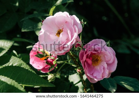 Blooming pink wild rose flower