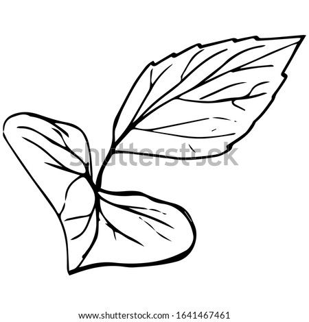Vector botanical trendy nature greenery leafs isolated on white background.