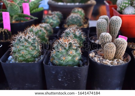Cactus,Close up of cactus,Planting a cactus in a small pot. Royalty-Free Stock Photo #1641474184