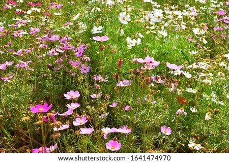 Black small pink flowers.Green grass is a field. Royalty-Free Stock Photo #1641474970