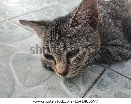 A cat sleeping on a tile