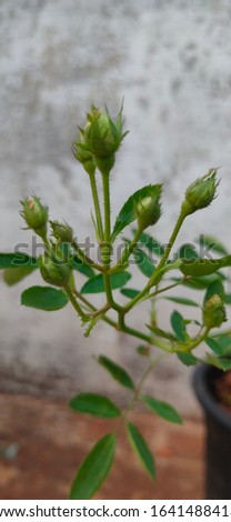Download free leaf background images. Go to Annie Spratt's profile ... green leafed plant clip art. Collect. green leafed plant clip art. plant.