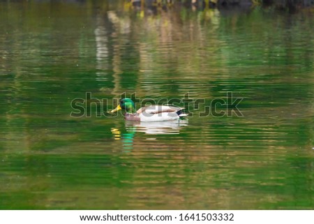 Close up of a Japanese duck or drake with wings sail on a pond in Nagano, Japan. Wildlife animal.
