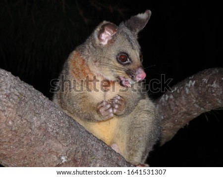 Common brushtail possum eating fruit