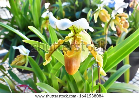 Orchid flower in garden at winter or spring day for postcard beauty and agriculture idea concept design. Vanda Orchid. Royalty-Free Stock Photo #1641538084