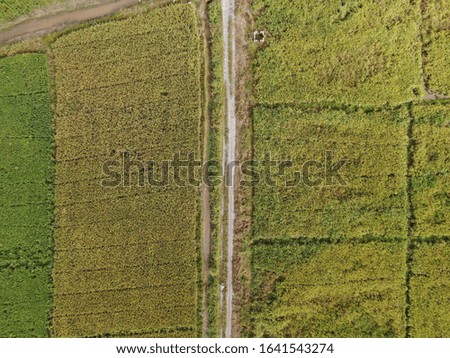 A top down aerial view of a paddy field with farmers at work. Located in the Skuduk Village, Sarawak, Malaysia.General scenery of a paddy field, huts, trees and farmers.