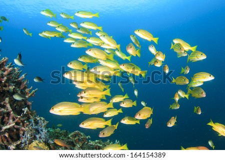 School of Fish: Bluestripe Snappers Royalty-Free Stock Photo #164154389