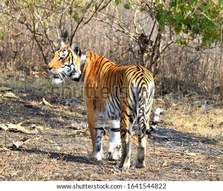 Royal Bengal Tiger (Panthera Tigris Tigris) in search of wildlife animal as a kill to eat it