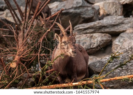 Capra ibex close up photography, capricorn on rocky background