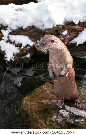 Lutra lutra standing on a rock, otter close-up image standing on a rock