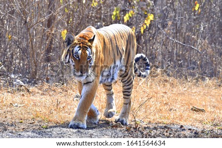 Royal Bengal Tiger walking on its way in the jungle of Panna Tiger Reserve