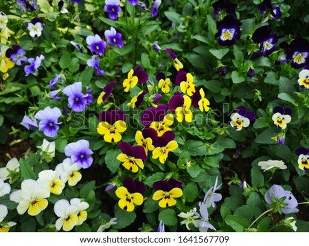 Beautiful Multicolored viola flowers field.