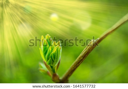 Nature is waking up and spring is coming. One beautiful moment. A new life is born. Sun rays and beautiful shades of green in the background.    Royalty-Free Stock Photo #1641577732
