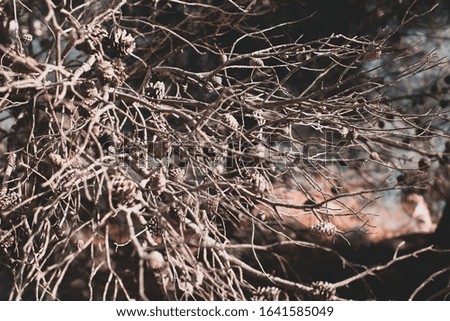 Abstract natural background with dry branches and cones. Tinted photo.