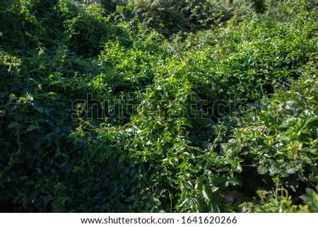 Background from green thickets of ivy and other plants in the tropics or jungle. Beauty of nature