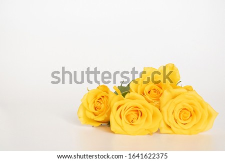 Beautiful yellow roses flower with petals on white gray background   and space fortexf. Sweet flowers and anniversary background concept.